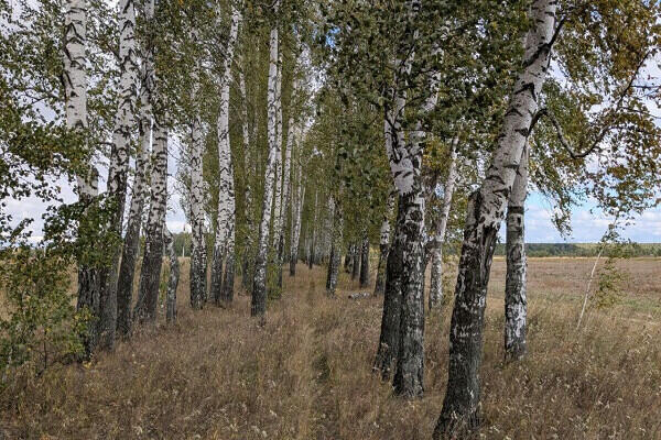 Посёлок ИЖС Высокое Снегино